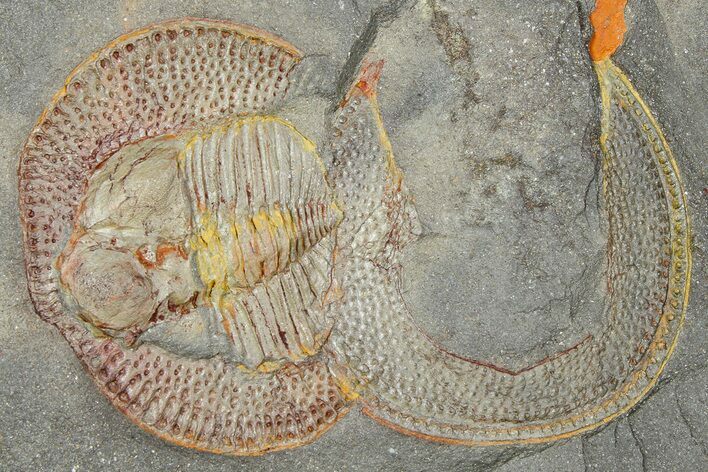 Trinucleid Trilobite (Declivolithus) - Mecissi, Morocco #365746